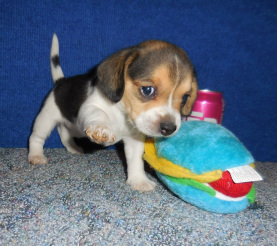 Tiny Beagles Miniature Pocket Beagle Puppies - Tiny Beagles Mini Puppies